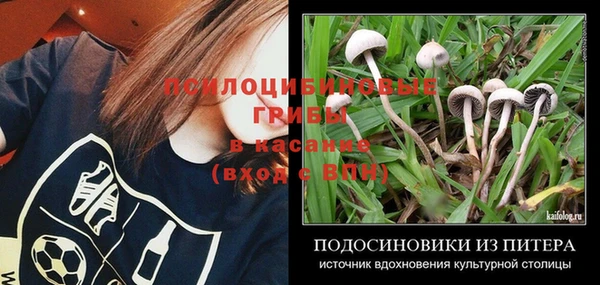 индика Медвежьегорск